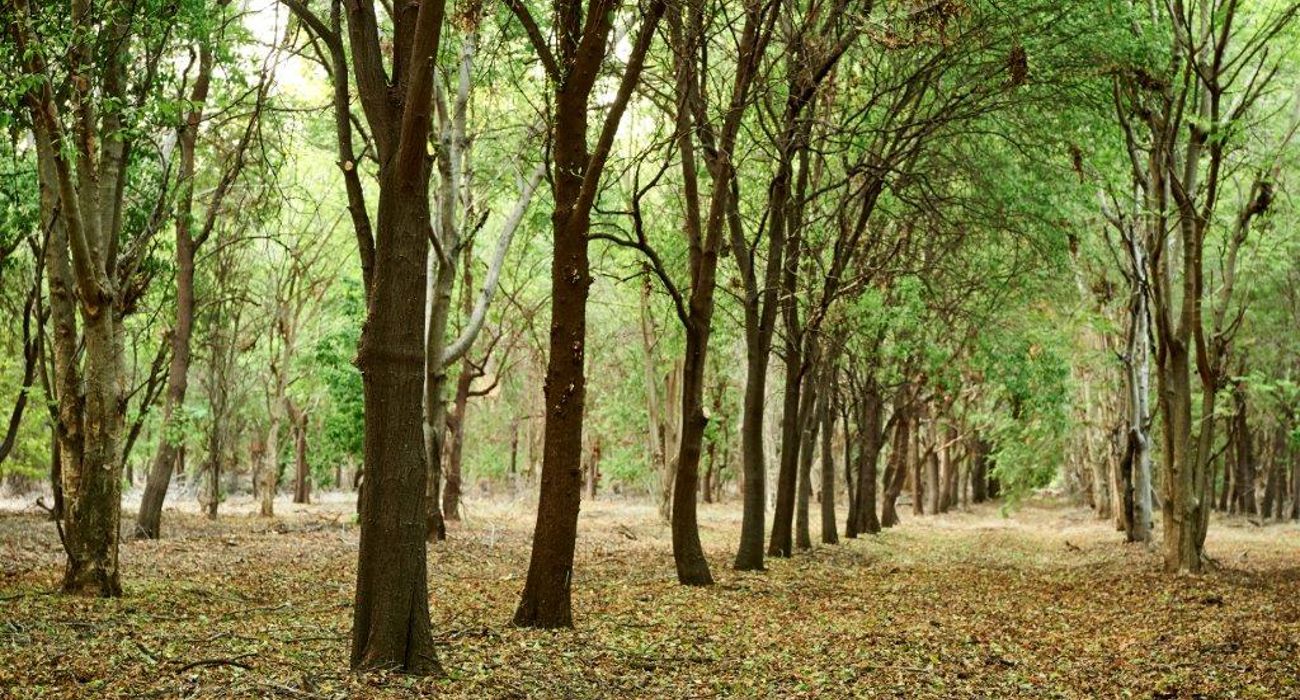 What Does Sandalwood Smell Like? Guide to Sandalwood Incense