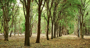 What Does Sandalwood Smell Like? Guide to Sandalwood Incense